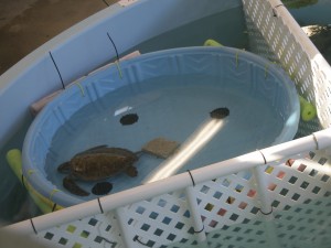 Sea turtle