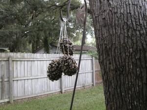 Bird feeder